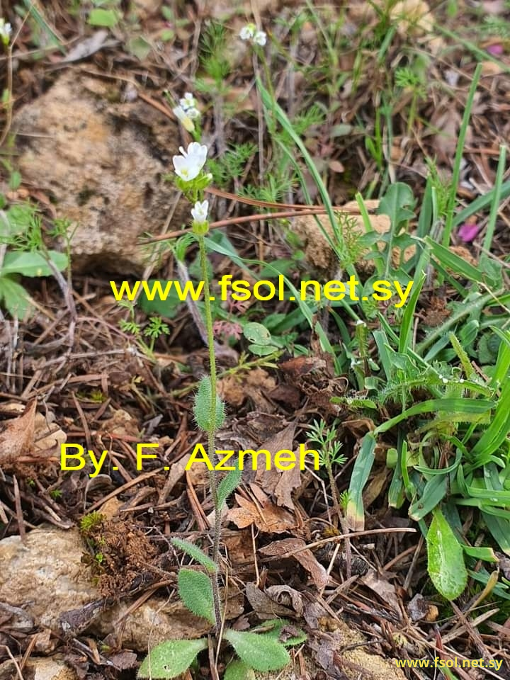 Arabidopsis thaliana (L.) Schur.